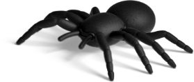 Spider illustration